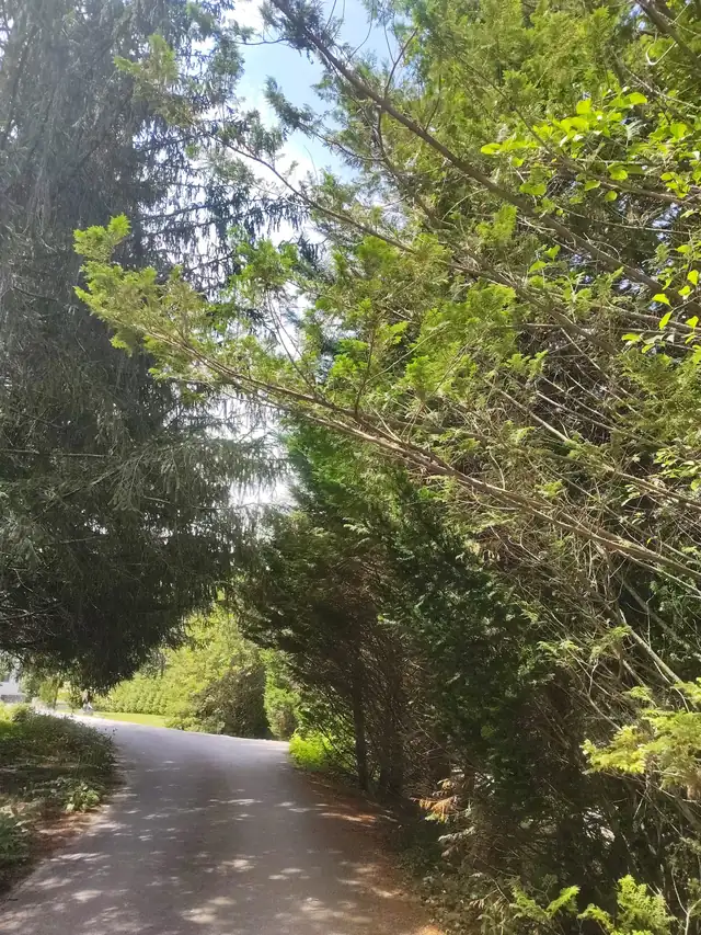 Tree before pruning, Asheville NC