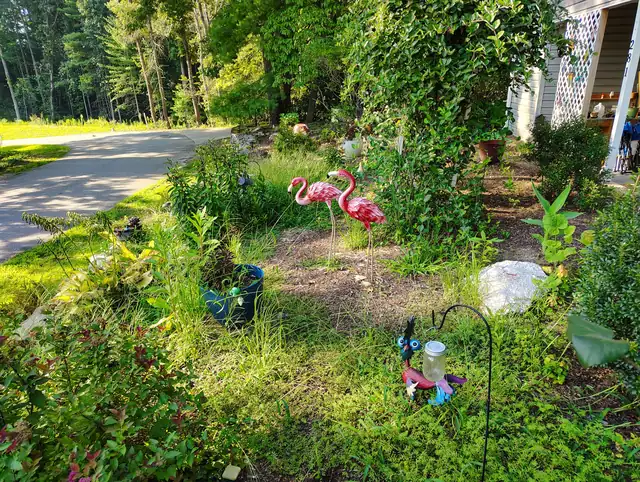Overgrown flower bed before cleanup in Asheville, NC